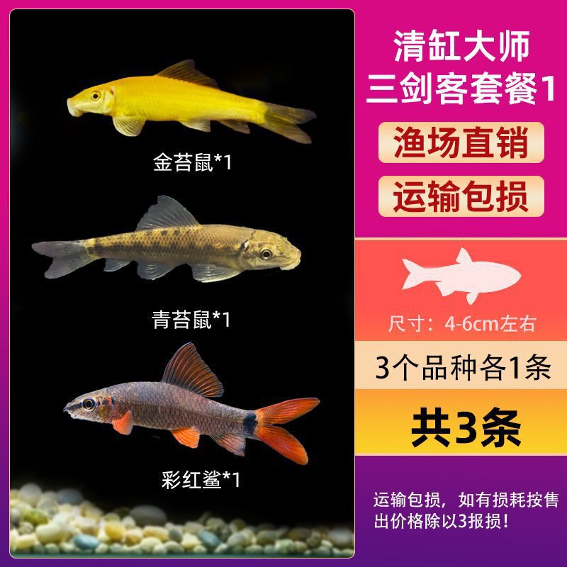 グッピー、フェニックステール、淡水、繁殖しやすく、育てやすい、純種のランプ科の小型熱帯魚観賞魚の稚魚|undefined