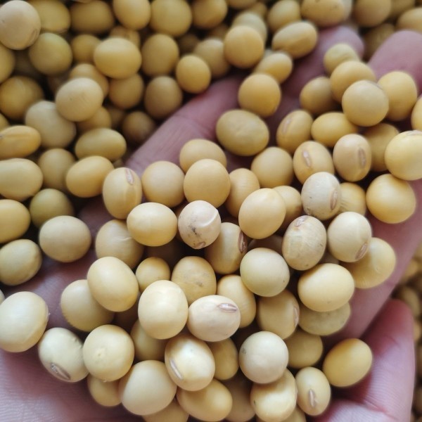 50斤东北黑龙江小黄豆豆浆食品豆50斤批发|undefined