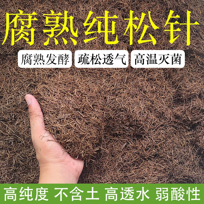 Чистая сосновая игла гумуса Кливия орхидея сосновая гнилая гнилая почва