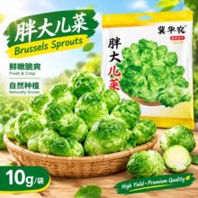 胖大儿菜种籽娃娃菜抱子芥菜秋冬南北方露地阳台好养蔬菜种籽大全