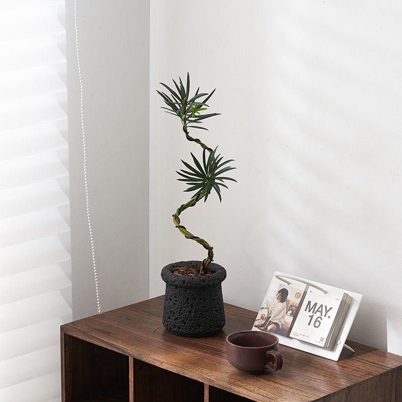 Plántulas de pino Podocarpus de estilo nórdico, forma de pino de bienvenida, planta verde de escritorio, sala de estar interior, planta de paisajismo, planta en maceta que absorbe formaldehído image 11