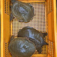 甲鱼4斤-6斤规格新鲜鲜活甲鱼 水产鱼团鱼王八中华鳖包邮