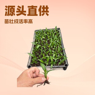 �S��ֱ���Ӽ��k���҃ȾGֲ���Խ��������FԴ�^�@�־G���M�������l