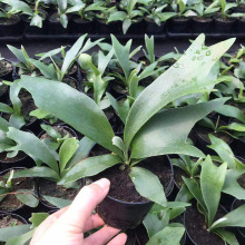 基地直供网红鹿角蕨盆栽居家桌面绿植植物耐运输可出口微景观蕨类