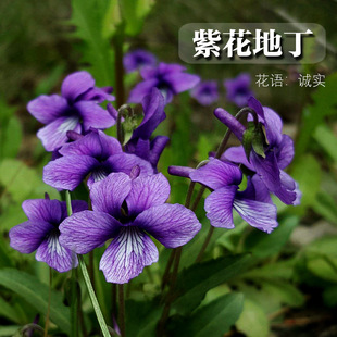 �ϻ��ض��N�ӵͰ����ر�����Ұ�����̨���ԾGֲ�������Ѽ�ͥ�@ˇ