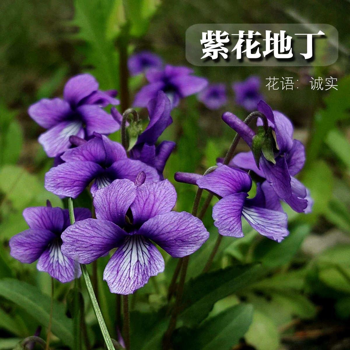 Оптовые семена фиалок фиолетового цвета, низкорослые цветы для залежей, дикие фиалки, зеленые растения для балкона в горшках, цветы, семена моря цветов