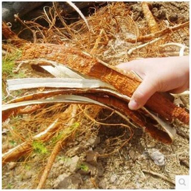 Sang Bai Pi Mulberry Root Bark 500g Dried Sliced Chinese Herb for Tea and Decoction quality and texture