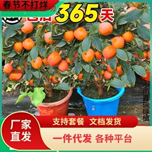 һ�����l���Ә���ͥԺ������簫��̫������������Լ޽����ϱ���