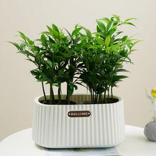 Desktop Green Plants Potted Hydroponic Mosquito Repellent Bamboo Cypress Water Culture Four-Season Evergreen Plants Indoor Florals Living Room