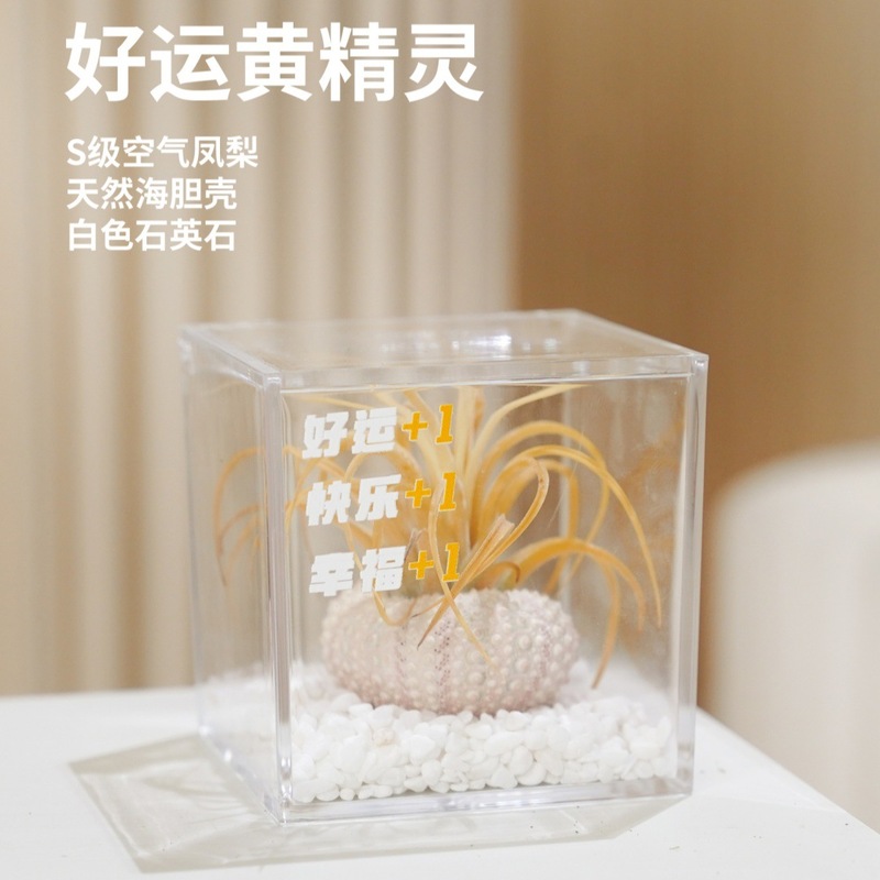空气凤梨无土植物鲜活办公桌面室内多肉工位微景观盆栽黑凤梨绿植|undefined