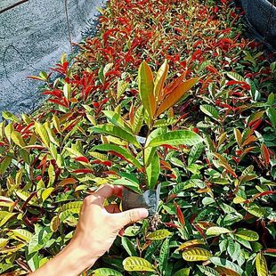 ԭ���l؛�t�������Ի����ļ����G�@�־G��ͥԺֲ�﹤�̾G����ľ