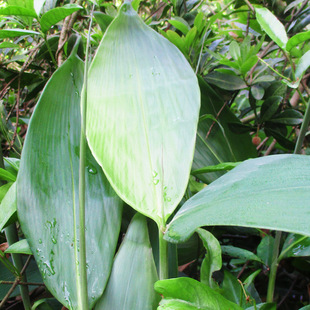 Freshly Picked Wild Rice Dumpling Leaves, Original Ecological Rice Dumpling Leaves, Large Rice Dumpling Leaves, Pure Natural Cotton Thread, Vacuum Packed