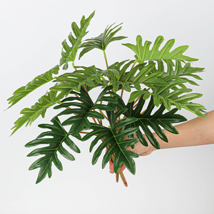 �����Gֲ��̖9�^�Gֲϲ�����~������ɢβ�������쾰�b[������