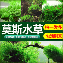 莫斯水草植物前景活体阴性水草铺底珊瑚莫斯懒人生态观赏鱼缸造景