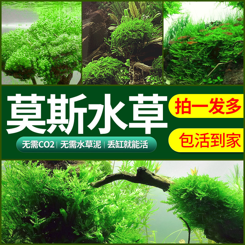 Moss aquatic plants for aquascaping, live shade-tolerant aquatic plants for substrate, coral moss, low-maintenance ecological ornamental fish tank landscaping Moss aquatic plants for aquascaping, live shade-tolerant aquatic plants for substrate, coral moss, low-maintenance ecological ornamental fish tank landscaping