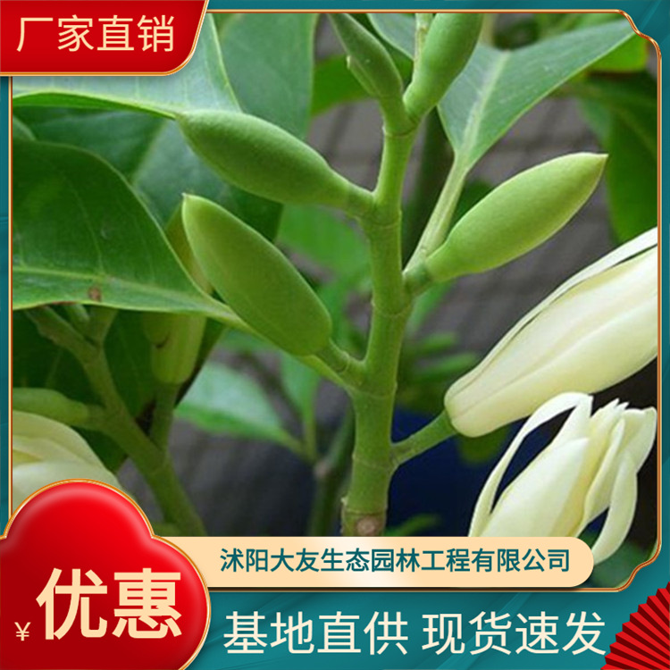 嫁接白兰花苗盆栽白兰花树苗白兰苗黄桷兰黄兰盆栽白兰盆栽黄桷兰