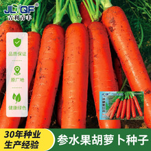 三红九寸红胡萝卜种子四季胡萝卜的种子水洗红萝卜兔子草种籽子