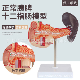 人体肝脏 脾胰解剖 模型 消化系统模型腹腔干 肝门静脉 肝胰模型-阿里巴巴