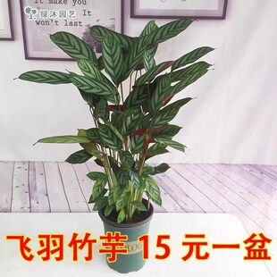 �����w���������ԾW�tֲ���҃���ꎳ�����~�^�~�GֲȤζ���B����