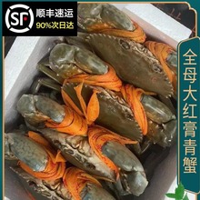 三门蟹青蟹鲜活特大超大全母红膏蟹膏蟹海鲜螃蟹红鲟黄油蝤蠓肉蟹