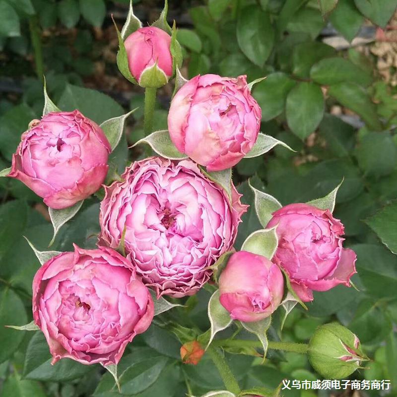 多头泡泡玫瑰花种苗 多色可选 云南昆明 基地直销花苗 鲜切花苗