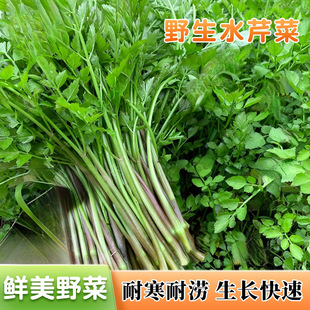 Ұ��ˮ�۲˷N��Ұ��ɽ�ی��۷N�Ѵ����ļ��̨�����R�Ҝ��߲˷N��