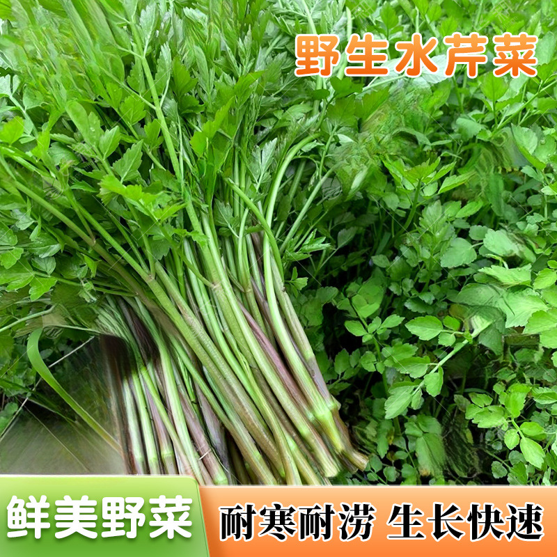 野生水芹菜种子野菜山芹实芹种籽春秋四季阳台盆栽马家沟蔬菜种孑