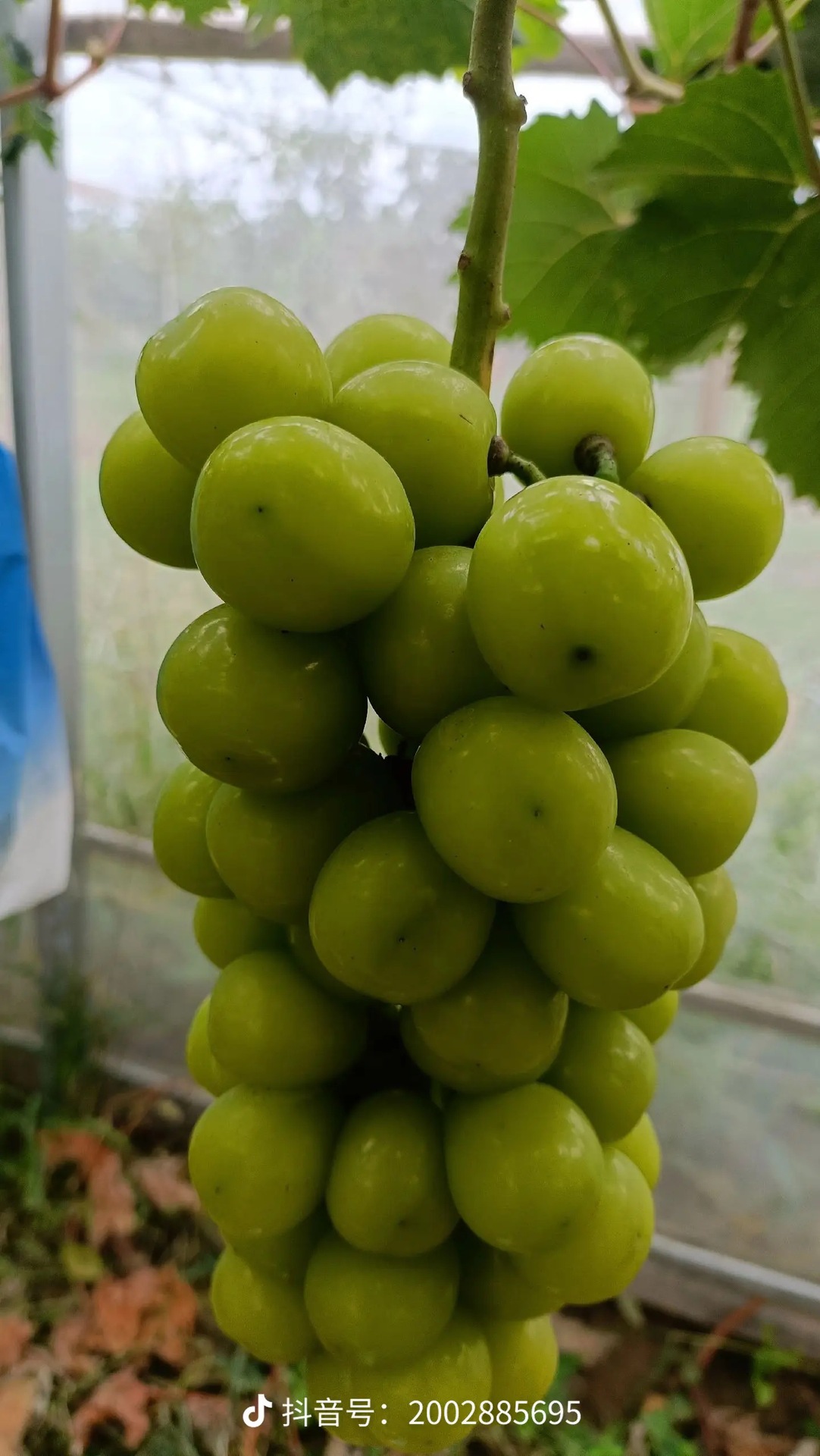 ΢��ͼƬ_20240804203507