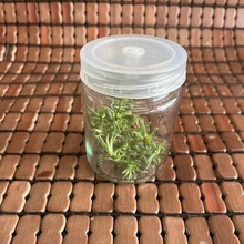 透气盖植物幼苗培养瓶玻璃组培瓶透明虫草瓶兰花温菌玻璃罐批发