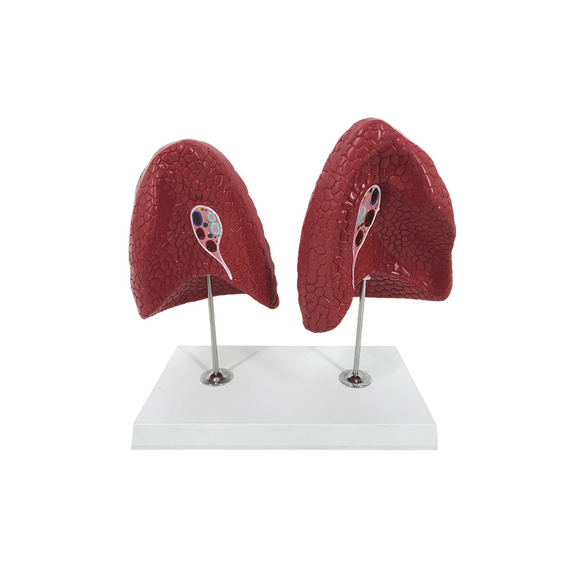 R042A Lung anatomical model