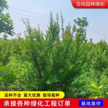 ʯ�������^�p�������҃��辰�ļ����BͥԺ�̨������ʯ����