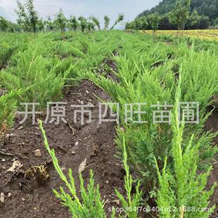 2026�ͺ�ɳ�ذ����ذز��Ӱ� �A�� ���ؘ��� ��؏S�ҹ���