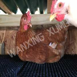 产蛋箱人工草垫多种颜色图片鸡鸭鹅用草垫鸡舍筑巢垫