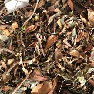 石吊兰 黑乌骨 石豇豆 石泽兰 小泽兰山泽兰岩豇豆岩石一件500g包-阿里巴巴