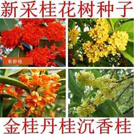 新采桂花籽 桂花树种子 金桂 丹桂 沉香桂 四季桂花种子 桂花种子