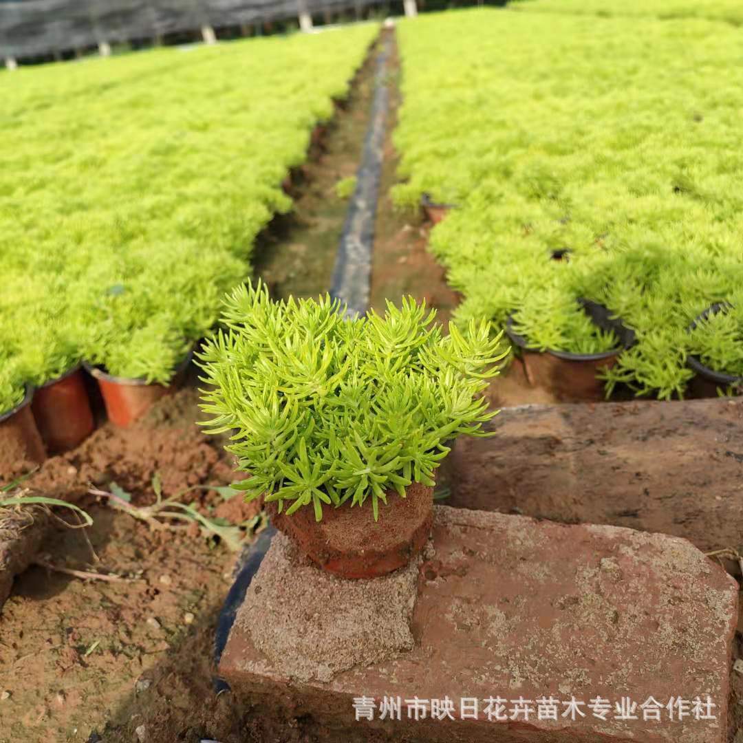 金叶佛甲草盆栽基地宿根黄金条青州市基地屋顶绿化植物耐寒旱植物