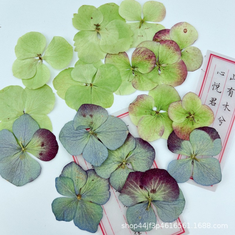 重瓣绣球
