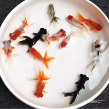 С���~���^�p�~��ˮ�ͻ���B�~��ˮ�t���\�����~С���~�ݽ��~���~