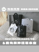 鹿角蕨定植板热植洞洞板上板蕨类石斛附生兰薯条盒育苗盒