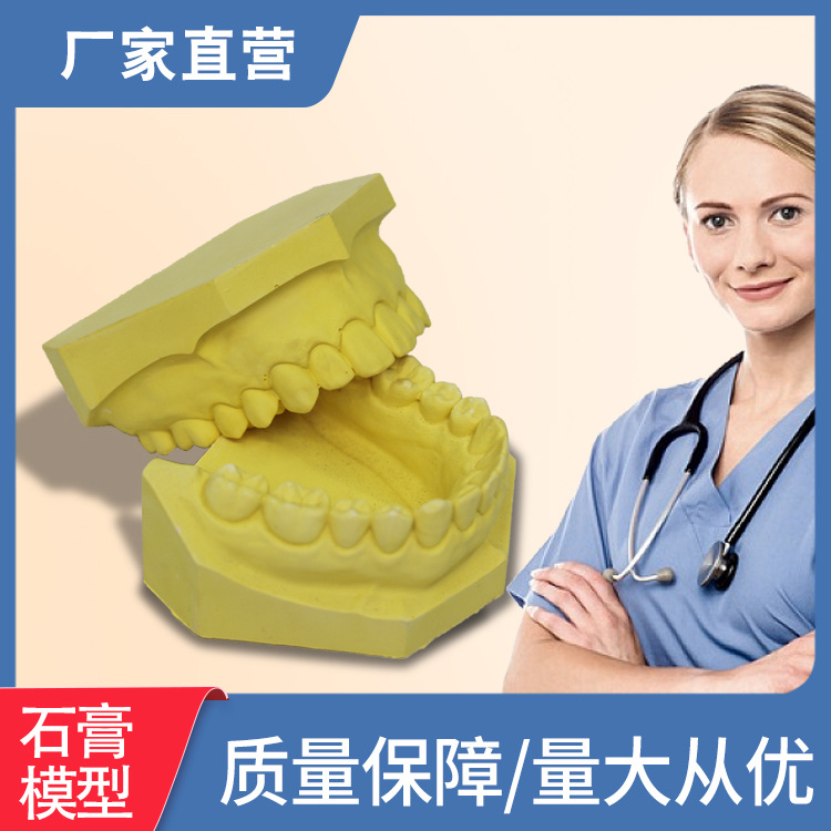 Oral Dental Yeso Modelo dental Dental Enseñanza oral Boca completa Modelo dental Práctica Grabado Modelo dental