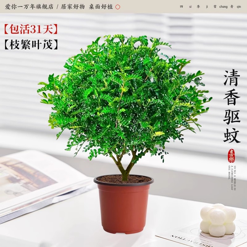 고품질 중간 묘목 향기로운 고추 나무 (원래 흙 냄비) + 영양 용액