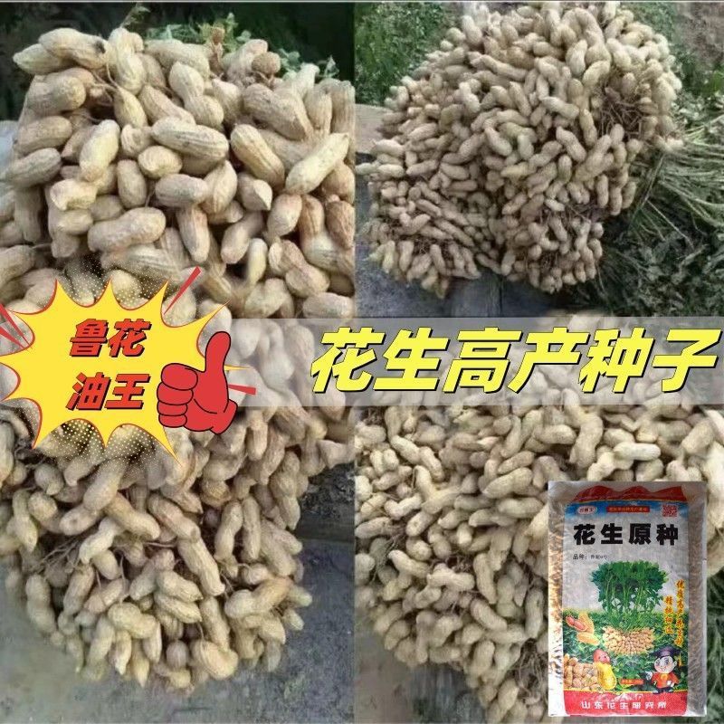 优质鲁花油王花生种子带壳花生花生米花生芽抗病抗虫高产粒大