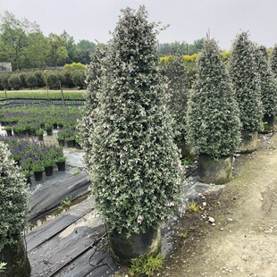 ˮ���m���� �ɶ��@�־G����ľ ����ֲ�� ����ֲ��Gֲ ���Ի���