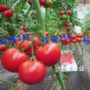 Yinling 218 Is Both Beautiful and Smart, "Three Resistances and Five Good Varieties" Tomato Seeds Tomato Seeds