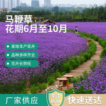 柳叶马鞭草杯苗 打造花海用苗 多年生宿根花卉 绿化工程用苗