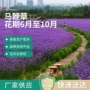 绿化花海多年生工程花卉