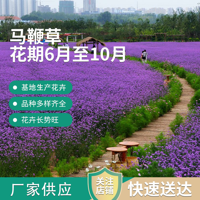 柳叶马鞭草杯苗 打造花海用苗 多年生宿根花卉 绿化工程用苗