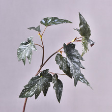 ���溣���~�ҾӾƵ��c�Ӱ��gܛ�b�廨�ߙn�Gֲ�����V�~�ﺣ��