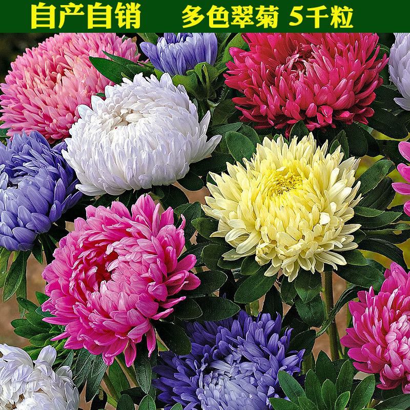 四季播翠菊种子菊花种子室外室内易活四季春播野花草花种子易种