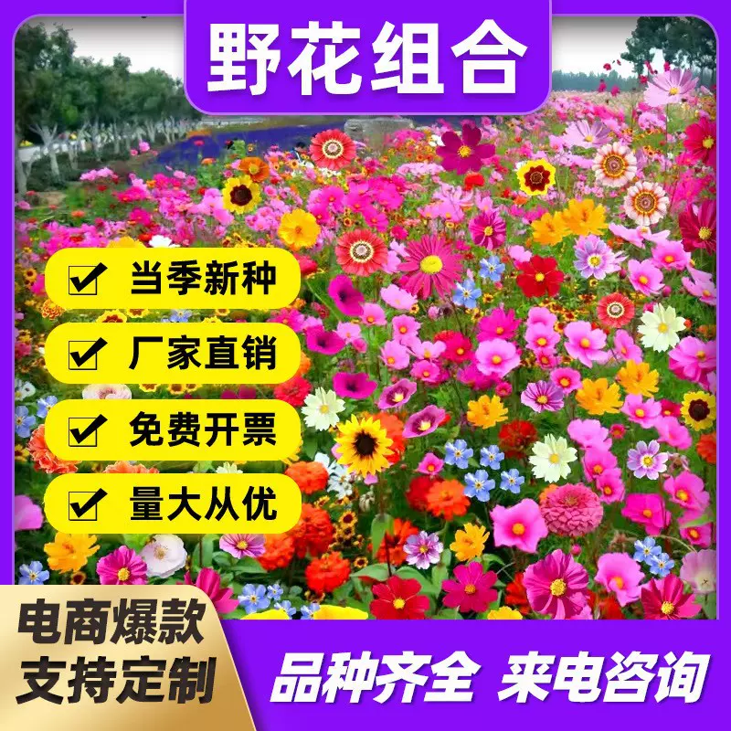 野花组合花种子室外重瓣太阳花花籽百日草种孑七彩格桑花四季开花
